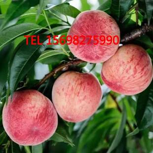 正宗桃树嫁接树苗突围桃大血桃脆甜庭院地载耐寒抗旱南北方种植