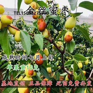 金丝蜜枣大枣树苗 冰糖枣树果大如苹果枣嫁接枣子苗南方北方种植