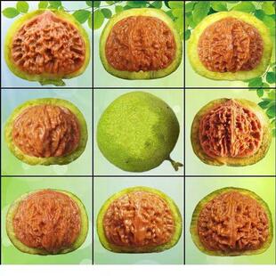 涞水文玩麻核桃树苗麒麟纹王勇大官帽文玩核桃树苗嫁接核桃树苗