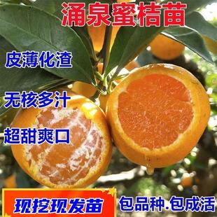 无籽涌泉蜜桔苗正宗临海高山黄岩蜜桔子苗皇帝柑苗包邮南北方种植