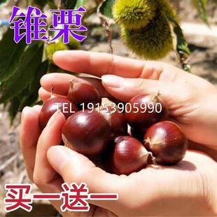 南方锥栗苗正宗锥栗树苗尖栗子毛栗子建瓯优质锥栗小板粟果树果苗