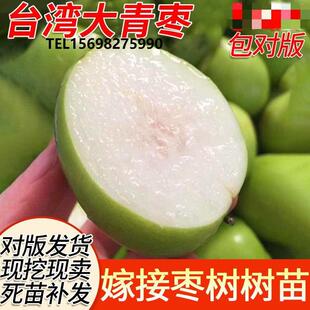 枣树活苗冬枣台湾大青枣南北方种植嫁接果苗盆栽地栽庭院当年结果