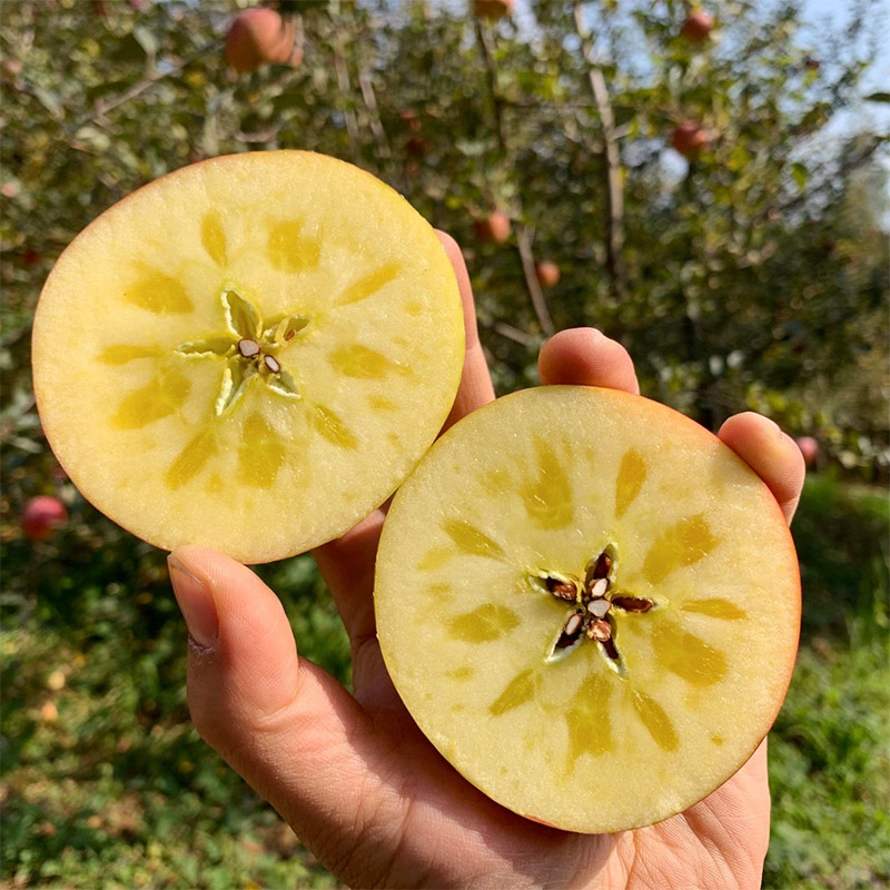 【直播福利】云南昭通冰糖心丑苹果当季现摘红富士脆甜5/9斤整箱