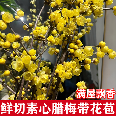 素心腊梅水培鲜切花枝条带花苞浓香型室内客厅办公室桌面水养花卉