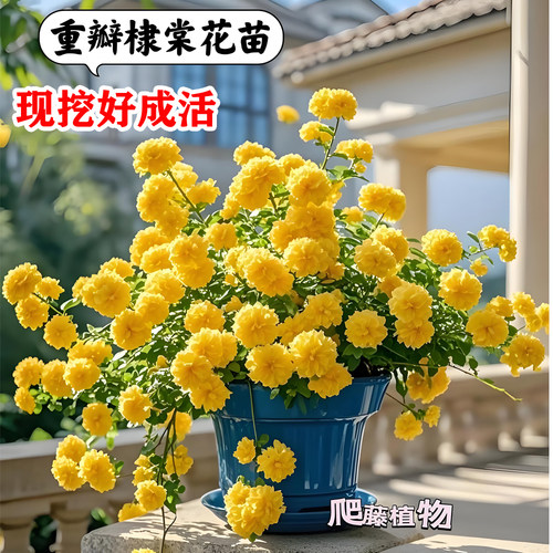 重瓣棣棠花苗耐寒四季好养