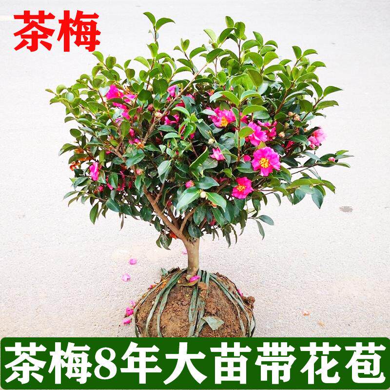茶梅盆栽带花苞浓香型绿植