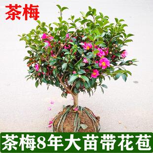 茶梅花树苗浓香型花卉带花苞室内阳台庭院盆栽地栽四季开花植物
