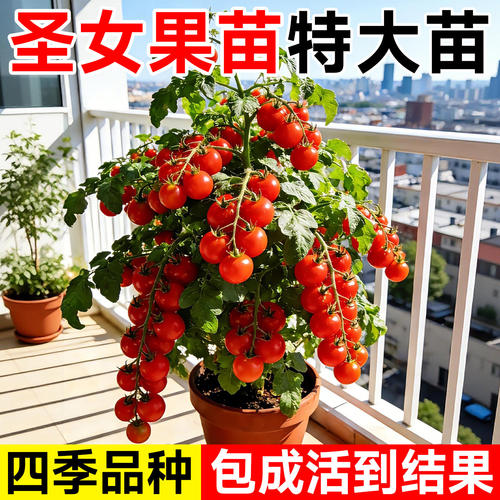 圣女果千禧小番茄秧苗番茄苗盆栽