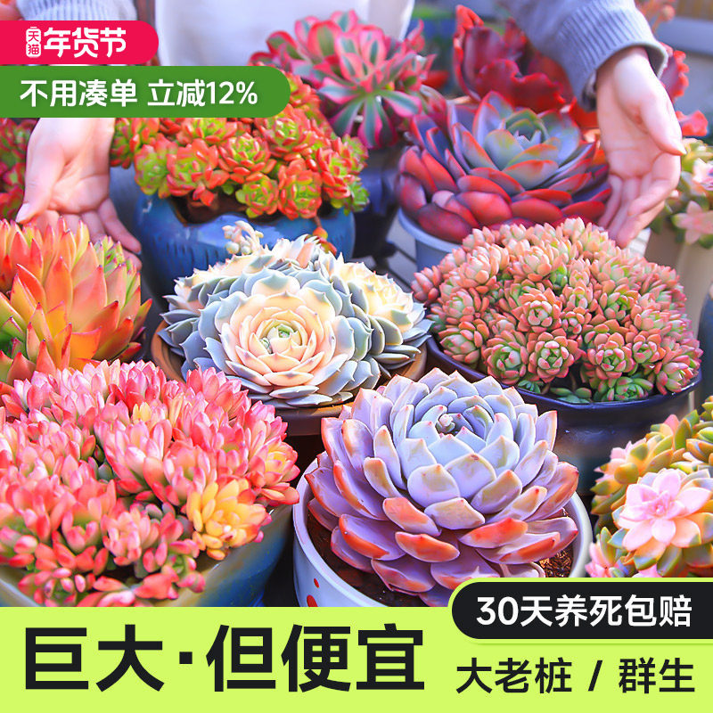 云南巨无霸超大多肉群生老桩大株植物花卉橙梦露法师劳尔洛可可,鲜花速递/花卉仿真/绿植园艺,多肉植物,淘宝优惠券,粉丝福利购,淘宝优惠卷
