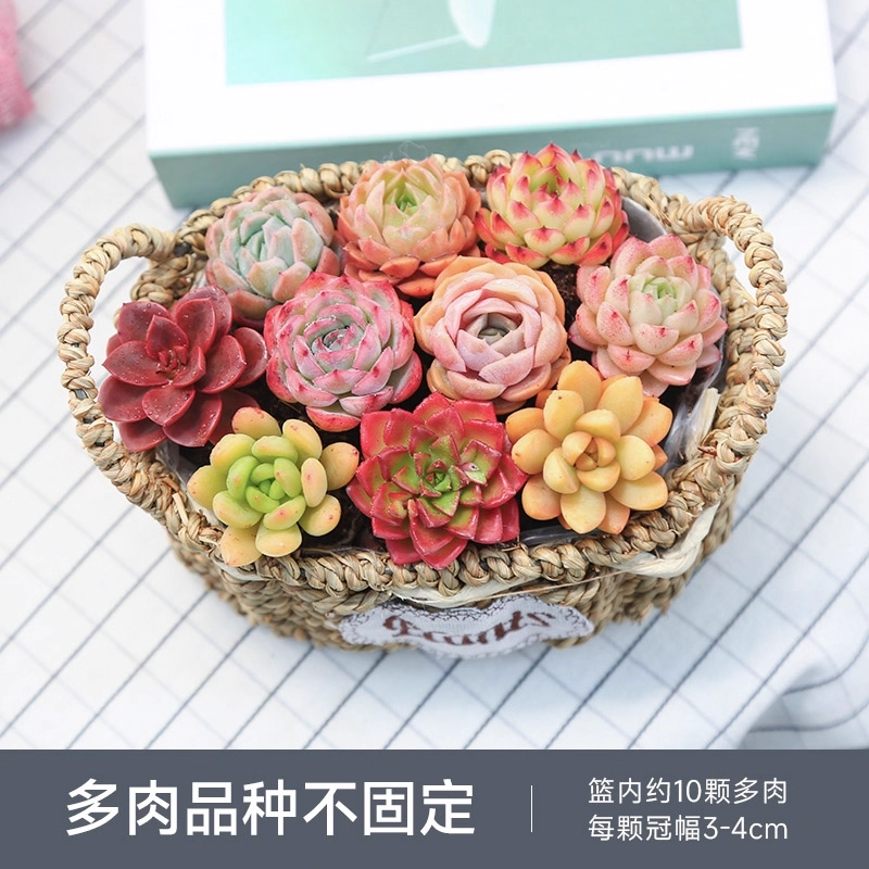 缤纷多肉植物组合好养新手阳台高品质含花盆耐活云南直发送礼花篮