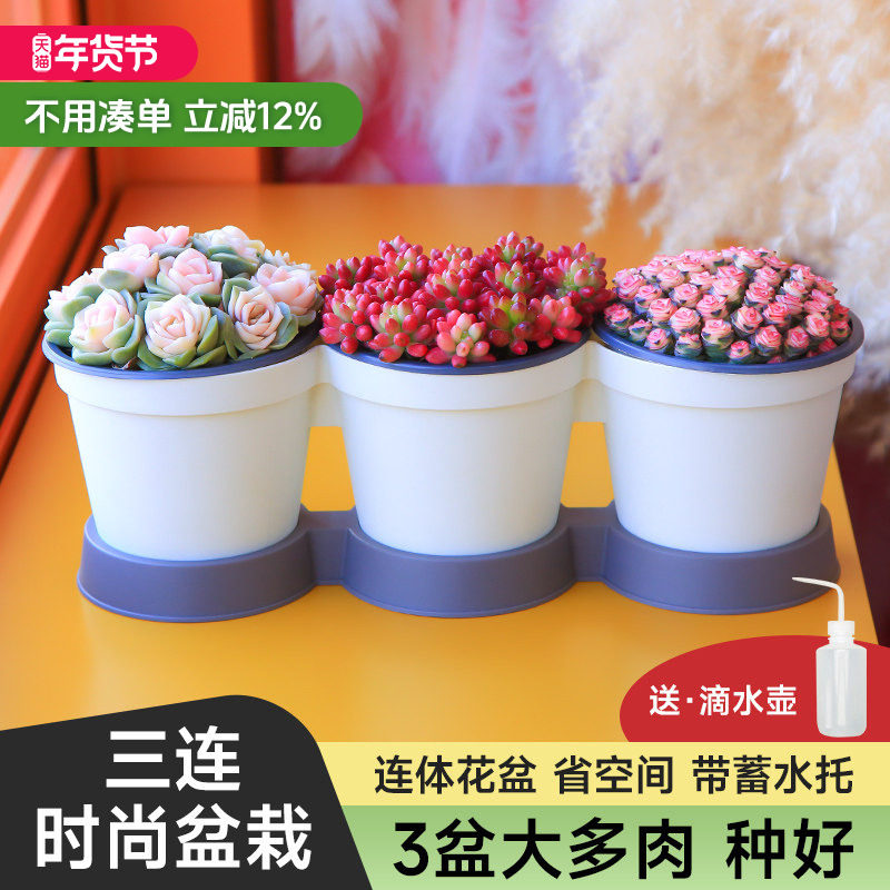 3颗装大多肉植物三连体花盆大尺寸绿植新手组合肉肉花卉盆栽云南,鲜花速递/花卉仿真/绿植园艺,多肉植物,淘宝优惠券,粉丝福利购,淘宝优惠卷