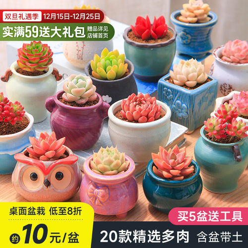 多肉植物花盆套装组合盆栽绿植花卉室内多肉开学小盆栽包邮幼儿园