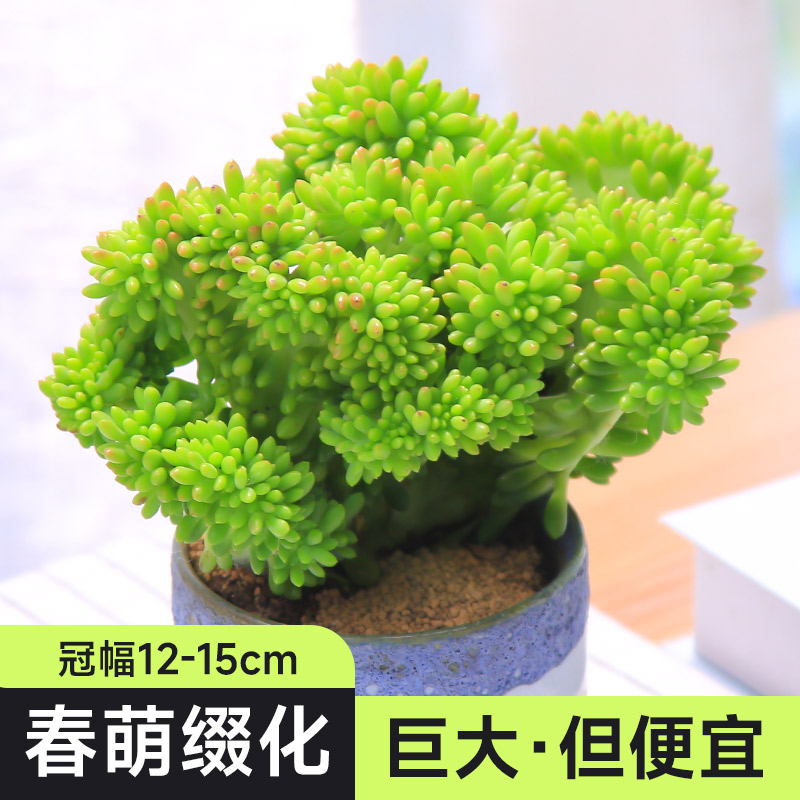 春萌缀化多肉植物桌面大盆栽