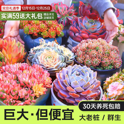 特大多肉耐旱MUMUHOME老桩群生