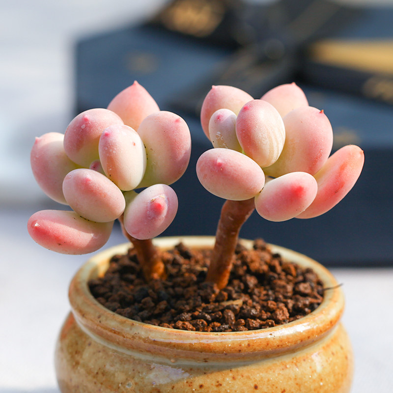 三日月美人多肉植物办公室阳台桌面绿植花卉可爱云南易养不含花盆