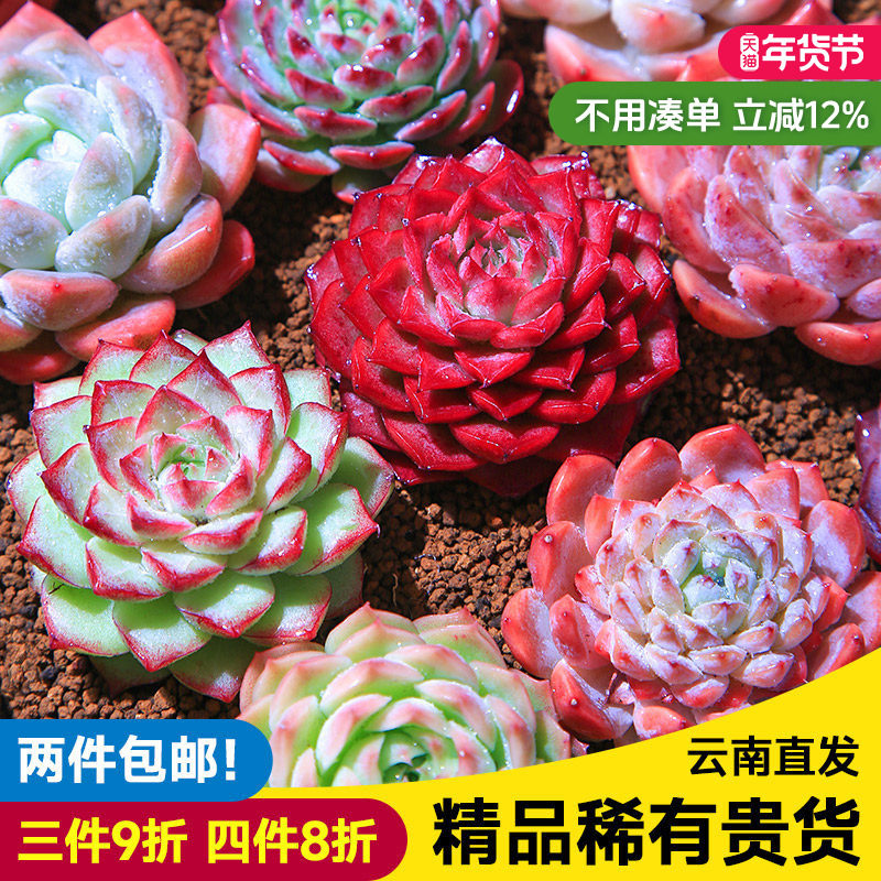 精控贵货多肉植物组合小盆栽群生多头高端精品桃蛋麦秆云南发货,鲜花速递/花卉仿真/绿植园艺,多肉植物,淘宝优惠券,粉丝福利购,淘宝优惠卷