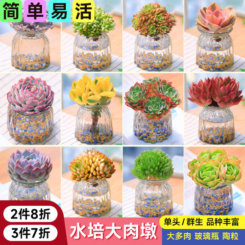 大尺寸水培多肉植物套餐