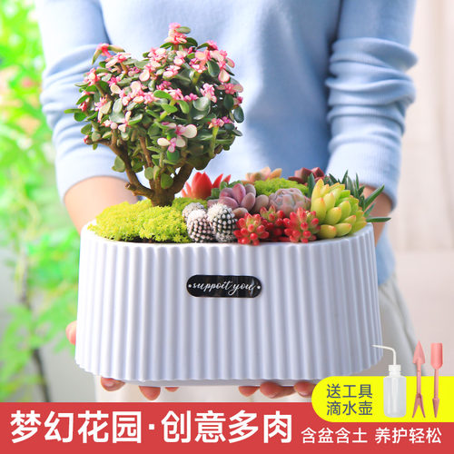 梦幻花园多肉植物盆栽室内绿植花卉桌面耐活创意新手好养含盆