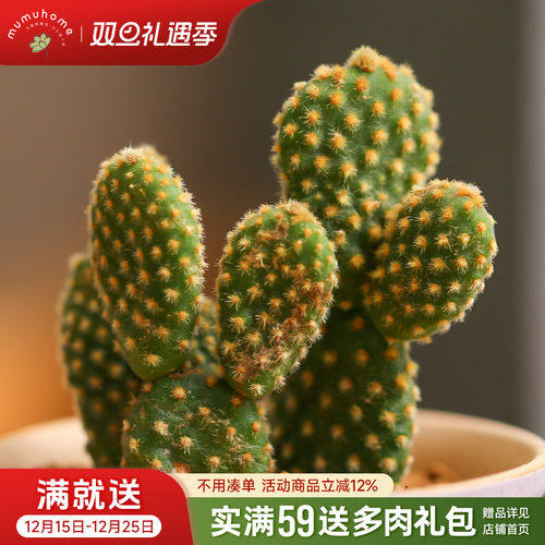 mumuhome黄毛掌多肉植物云南直发
