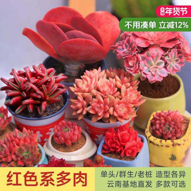 红色氛围多肉组合集合好看好养喜庆节日花卉绿植盆栽新手多肉植物,鲜花速递/花卉仿真/绿植园艺,多肉植物,淘宝优惠券,粉丝福利购,淘宝优惠卷