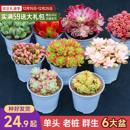 【小王子直播】6颗造型老桩大尺寸多肉植物套餐花卉云南基地直发