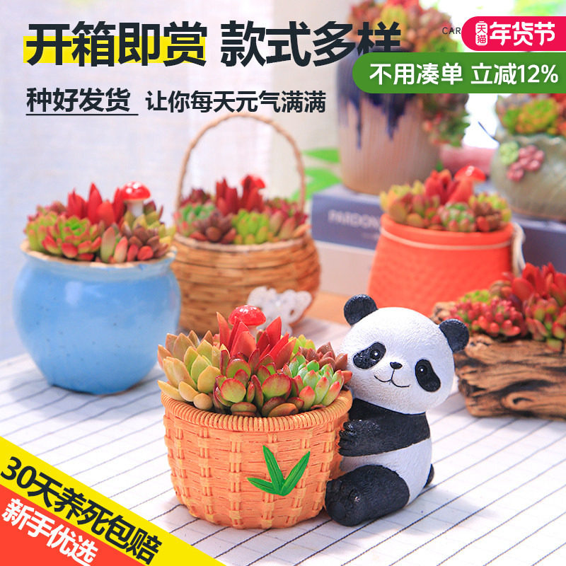 彩虹多肉乐园植物桌面盆栽耐活好养园艺摆件开学幼儿园绿植教师节