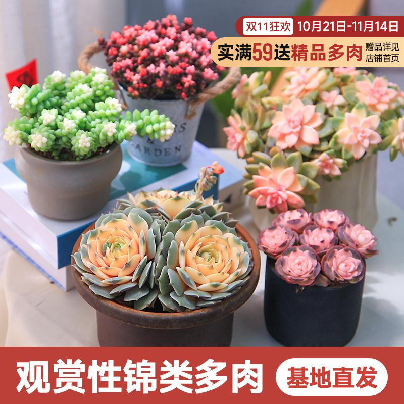 观赏性多肉植物组合盆栽阳台花卉锦类绿植办公室花卉DIY创意肉肉