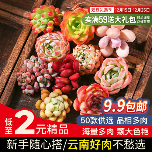 组合花盆云南桃蛋多肉植物