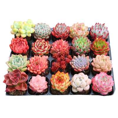 多肉植物入门款新手套餐