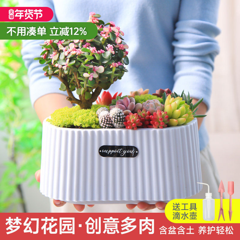 梦幻花园多肉植物盆栽室内绿植花卉桌面耐活创意新手好养含盆