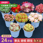 小王子直播 6颗造型老桩大尺寸多肉植物套餐花卉云南基地直发
