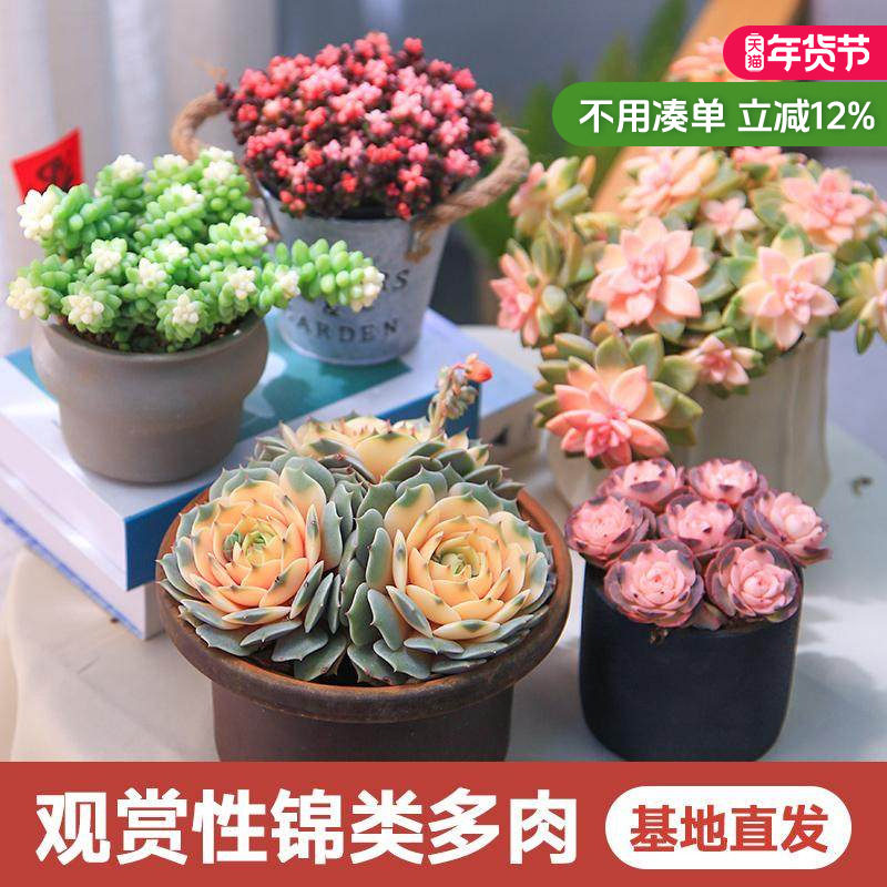 观赏性多肉植物组合盆栽阳台花卉锦类绿植办公室花卉DIY创意肉肉