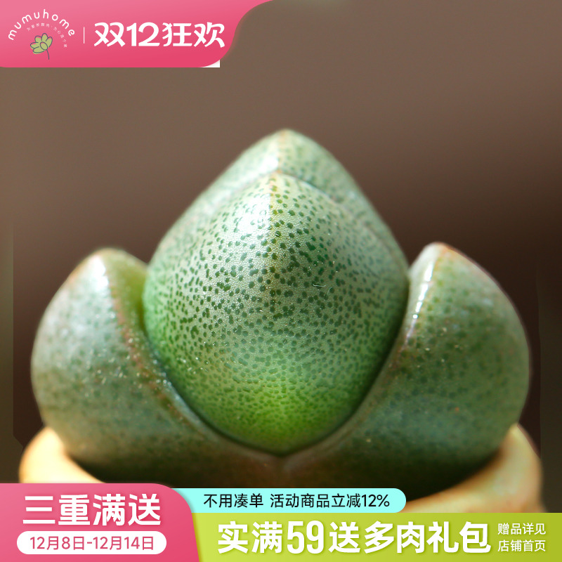 MUMUHOME绿帝玉好养生石花桌面阳台耐旱新手小贵货观赏植物紫帝玉