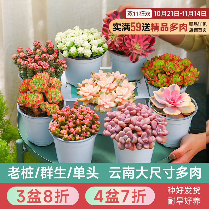 云南直发多肉植物组合盆栽大株肉肉植物花卉盆栽含盆带土种好发货
