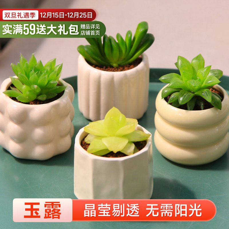 mumuhome玉露系列多肉植物盆栽
