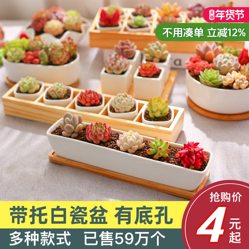 云南直发多肉植物花盆创意肉肉简约长方形多肉花盆白瓷盆多肉花盆,鲜花速递/花卉仿真/绿植园艺,花盆,淘宝优惠券,粉丝福利购,淘宝优惠卷