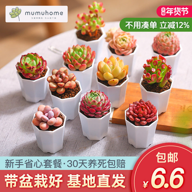 云南多肉植物新手套餐肉肉组合桌面盆栽带盆种好发货含盆带土,鲜花速递/花卉仿真/绿植园艺,多肉植物,淘宝优惠券,粉丝福利购,淘宝优惠卷