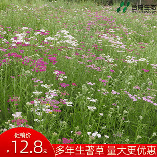 北京合嘉蓍草种子四季开花室内花卉易活易种庭院绿化多年生