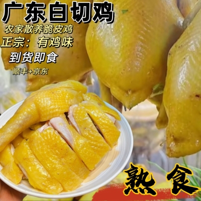 上海白斩鸡熟食清远鸡茂名白切鸡熟食湛江安铺鸡白切鸡熟食土鸡