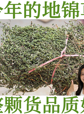 徐草堂地锦草中药材小虫卧蛋草小飞扬草奶浆草千根草血见愁茵陈茶