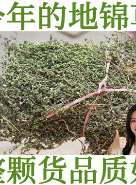 徐草堂地锦草中药材小虫卧蛋草小飞扬草奶浆草千根草血见愁茵陈茶