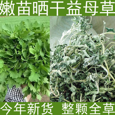 益母草中药材白花益母草童子益母草嫩苗全草野生益母草500克一袋