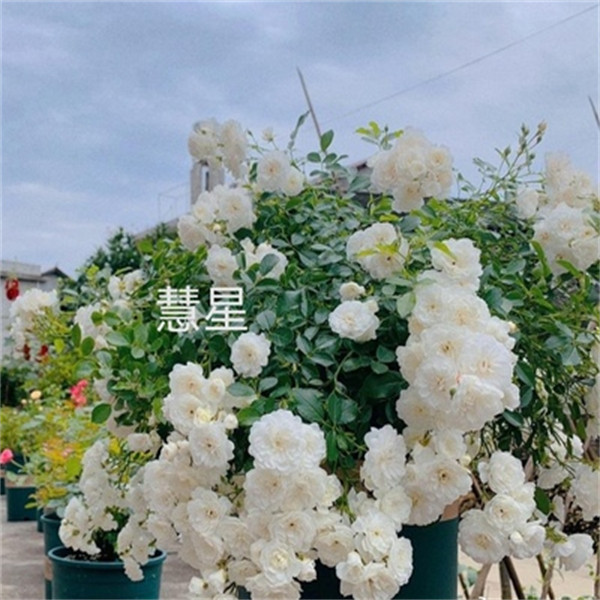 欧月季 盆栽 彗星月季扦插花苗耐热阳台微型垂吊月季多季开花微月