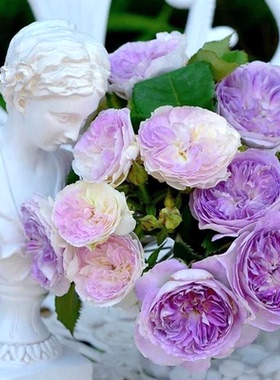 蓝月石 浓香 月季玫瑰 多季蓝紫色勤花灌木日系月季河本纯子