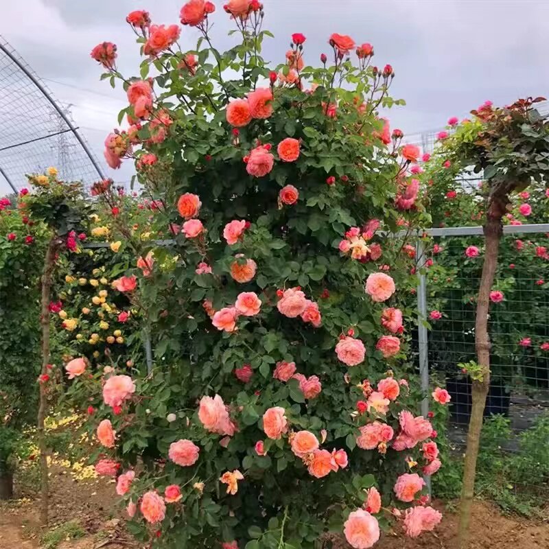 藤本月季花苗爬藤蔷薇花四季开
