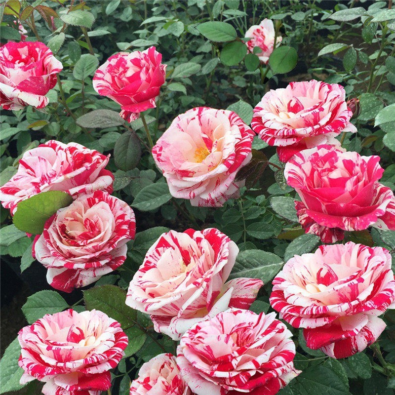 节日礼花 欧月藤本月季花苗 大花条纹玫瑰苗庭院阳台爬藤月季花苗