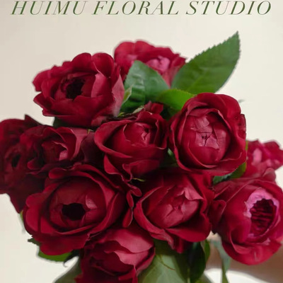 【芍药红】 peony red 网红深红自带珠光玫瑰花苗月季多季开