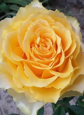 阳光笑容月季黄色大花耐热耐雨淋抗病强微香花期长阳台庭院盆栽苗