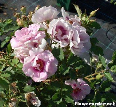 【你的眼睛】欧月月季扦插灌木丰花复色玫瑰花四季花卉