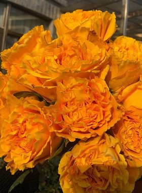 芒果酒吧切花月季扦插花苗大花玫瑰橙黄色波浪边多季开花